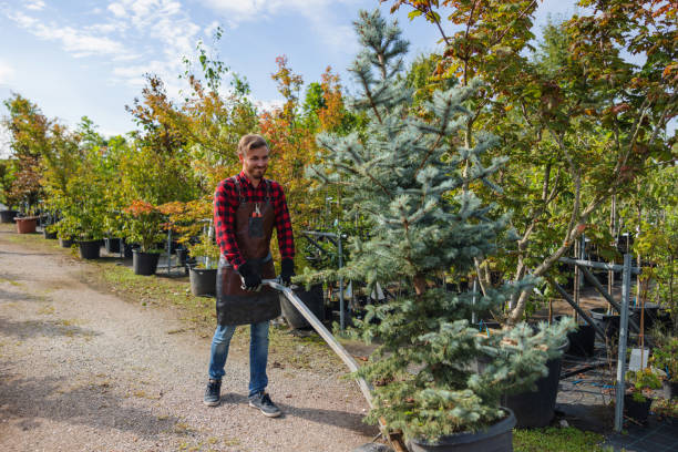 Best Hazardous Tree Removal  in Rockville, MN