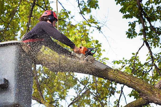 Best Root Management and Removal  in Rockville, MN